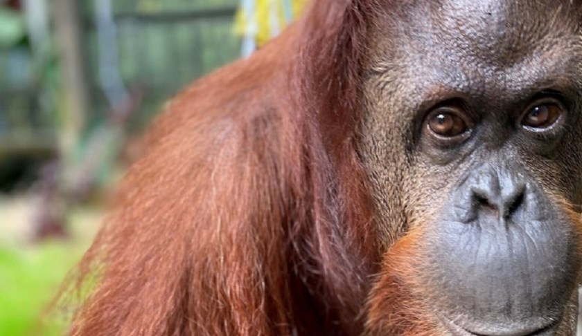 In this photo made available Wednesday, Nov. 6, 2019, by the Center for Great Apes, Sandra, a 33-year old orangutan, settles into her new home at the Center for Great Apes in in Wauchula, Fla. Sandra was granted legal personhood by a judge in Argentina. The judged ruled that Sandra is legally not an animal, but rather a non-human person, and thus entitled to rights. (Keith Stein/Center for Great Apes via AP)