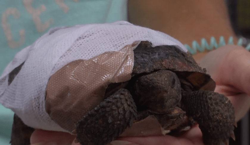 FILE: Gopher tortoises attacked by dogs, recovering at Peace River Wildlife Center. (Credit: WINK News/FILE)