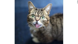 Lil BUB helped raise more than $700,000 for animals with special needs just like her. (Credit CNN)