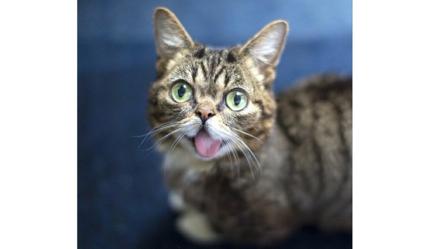 Lil BUB helped raise more than $700,000 for animals with special needs just like her. (Credit CNN)