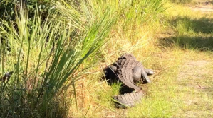 Massive gator at the Collier-Seminole State Park that Colleen Gill and her dog ran into. (Credit: Colleen Gill, FACEBOOK)