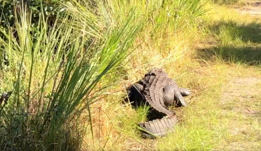 Massive gator at the Collier-Seminole State Park that Colleen Gill and her dog ran into. (Credit: Colleen Gill, FACEBOOK)