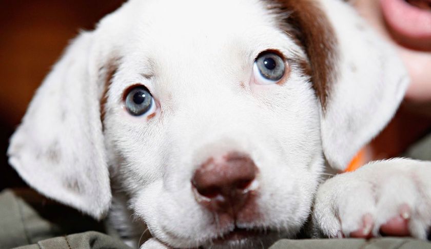 Puppy eyes. (Credit: CBS Miami)