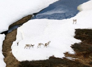 Caribous are seen at the Arctic National Wildlife Refuge in Alaska. (Credit: The Asahi Shimbun via Getty)