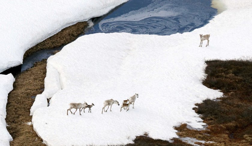Caribous are seen at the Arctic National Wildlife Refuge in Alaska. (Credit: The Asahi Shimbun via Getty)
