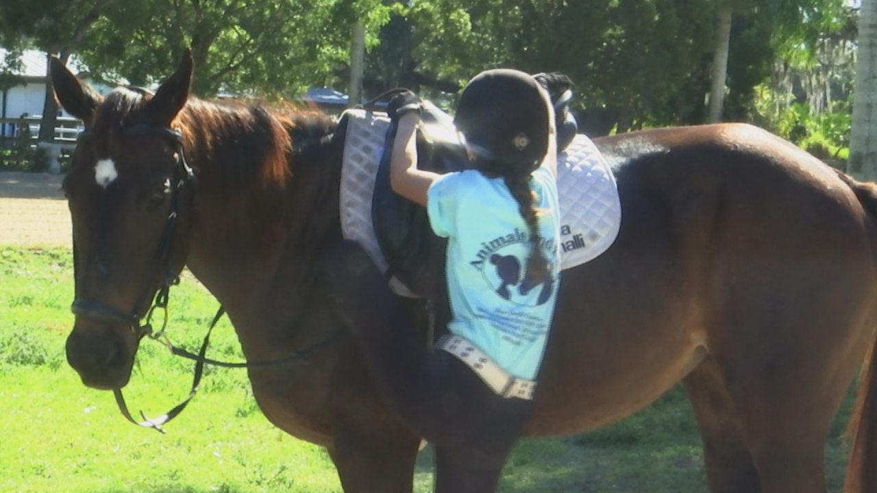 Buckingham ranch helps violence victims, rescued horses heal together -  WINK News