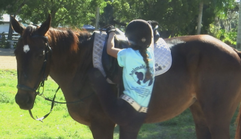 At one Buckingham barn, horses once bound for the slaughterhouse are getting a second chance at life, and an opportunity to help young victims of sex trafficking. (Credit: WINK News)