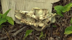 Dead animal skull in Buckingham. (Credit: WINK News)