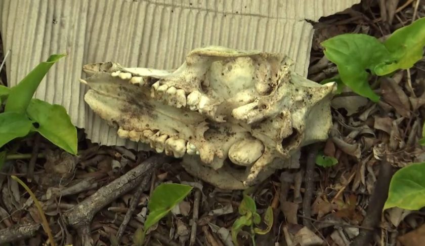 Dead animal skull in Buckingham. (Credit: WINK News)