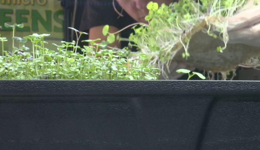 Employee uses the vertical farming technique with the foliage. (Credit: WINK News)