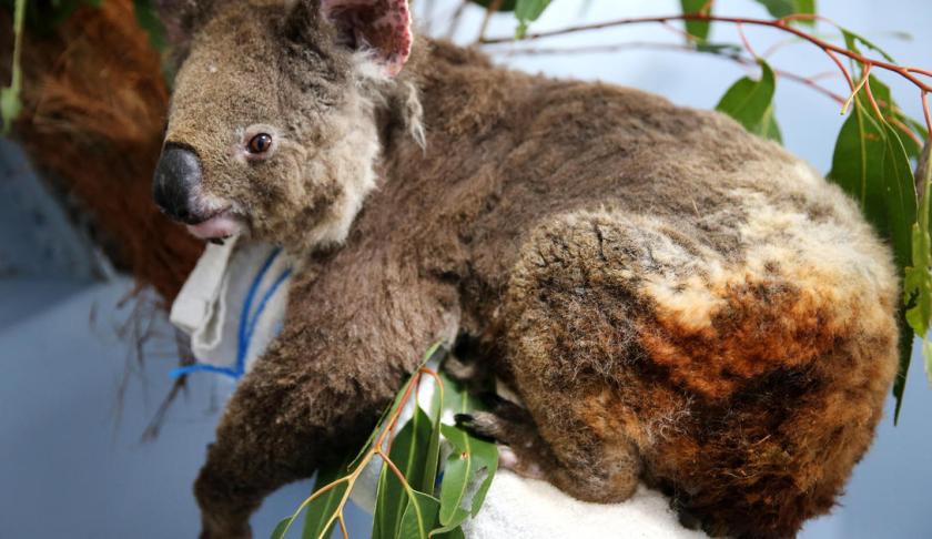 Female koala Anwen recovering from burns at The Port Macquarie Koala Hospital on November 29, 2019, in Port Macquarie, Australia. (Credit: Nathan Edwards/Getty via CBS News)