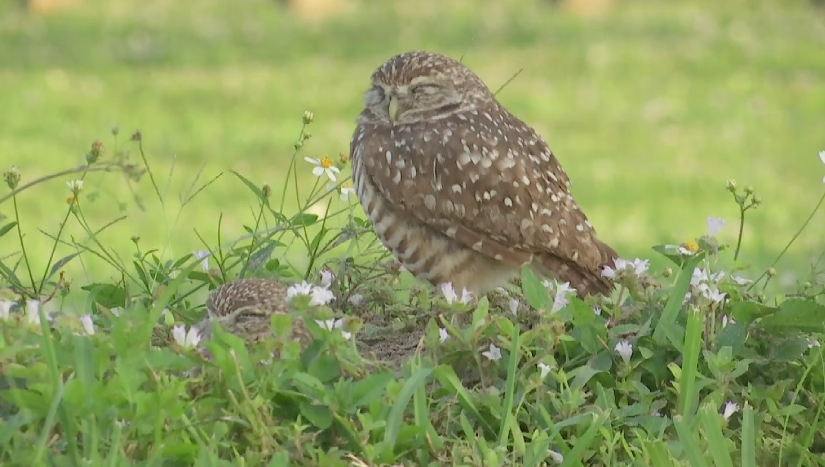 In honor of Superb Owl Sunday, a pair of burrowing owls from Marco Island,  Florida (photo by me). : r/Superbowl