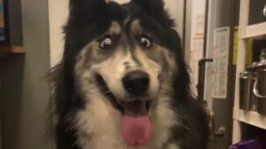 Jubilee, a Siberian husky that was surrendered to a New Jersey shelter because of "weird" eyes has been adopted. (Credit: Husky House/Facebook via CNN)