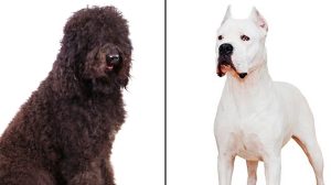 The barbet, left, and dogo Argentino, right, are the two new breeds recognized by the American Kennel Club. (Credit: American Kennel Club/AP)