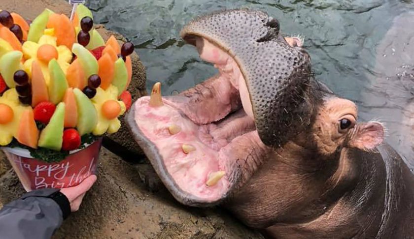 Fiona, the Cincinnati Zoo's most famous hippo, just turned three. (Credit: Facebook via CNN)