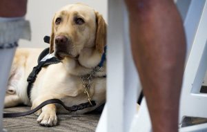 The concept of pets on planes has become a hot-button issue of late as emotional support animals have become more prominent than ever. (Shelly Yang/Kansas City Star/Tribune News Service via Getty Images)