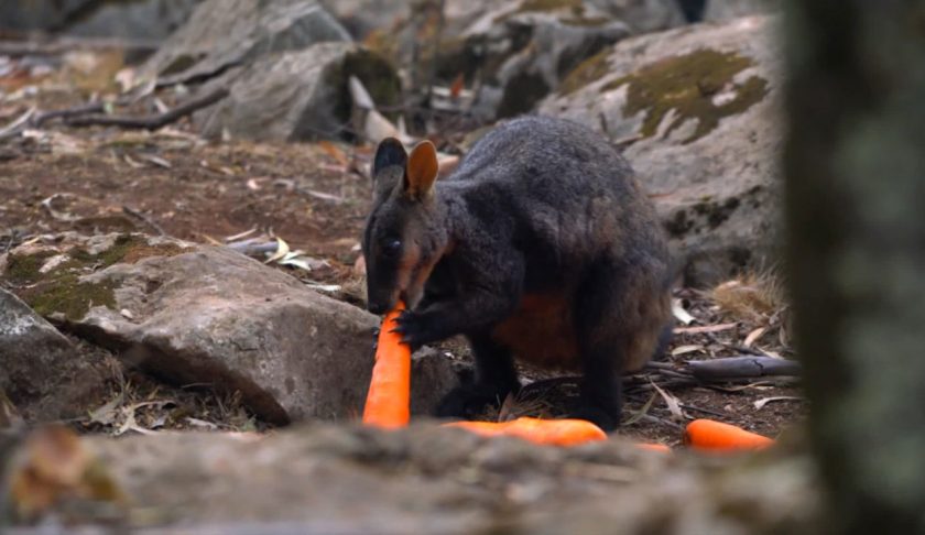 The mission is known as Operation Rock Wallaby. The New South Wales government is working to make sure the brush-tailed rock-wallabies affected by the Australian bushfires are fed as part of a post-fire wildlife recovery effort, according to Matt Kean, minister of energy and environment. (Credit: NSW Government)