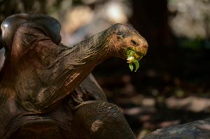 Diego, a tortoise of the endangered Chelonoidis hoodensis subspecies from Espanola Island, is seen in a breeding centre at the Galapagos National Park on Santa Cruz Island in the Galapagos archipelago, located some 1,000 km off Ecuador's coast, on February 27, 2019. - Diego, a Galapagos giant tortoise, has fathered an estimated 800 offspring, almost single-handedly rebuilding the species' population on their native island, Espanola, the southernmost in the Galapagos Archipelago. (Photo by RODRIGO BUENDIA / AFP) (Photo credit should read RODRIGO BUENDIA/AFP via Getty Images)