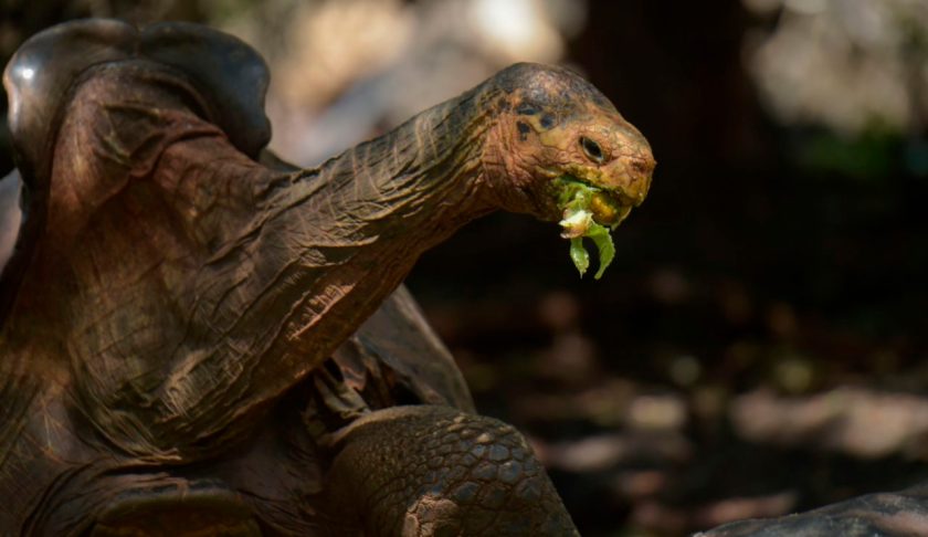 Diego, a tortoise of the endangered Chelonoidis hoodensis subspecies from Espanola Island, is seen in a breeding centre at the Galapagos National Park on Santa Cruz Island in the Galapagos archipelago, located some 1,000 km off Ecuador's coast, on February 27, 2019. - Diego, a Galapagos giant tortoise, has fathered an estimated 800 offspring, almost single-handedly rebuilding the species' population on their native island, Espanola, the southernmost in the Galapagos Archipelago. (Photo by RODRIGO BUENDIA / AFP) (Photo credit should read RODRIGO BUENDIA/AFP via Getty Images)