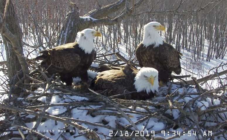 Bald eagles across the United States are dying from lead poisoning. (Credit: AP)