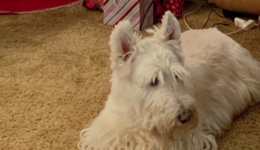 Blake, the Scottish terrier, who was missing for 49 days. (Credit: WINK News)