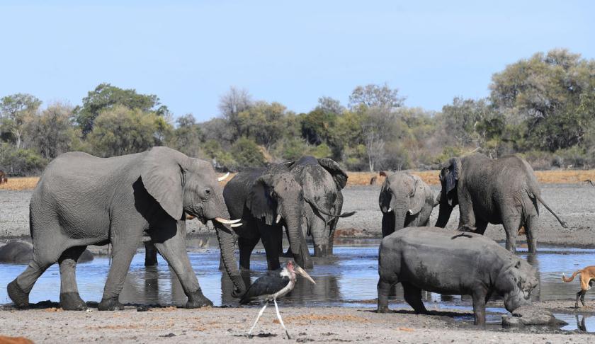 The Botswanan government-issued seven hunting licenses of 10 elephants each across seven areas that have been impacted by "human-wildlife conflict." (Credit: CBS News)