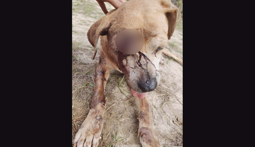 Dog in Lehigh Acres found bleeding with two bullet wounds to the head. (Credit: Jarrod Salisbury)