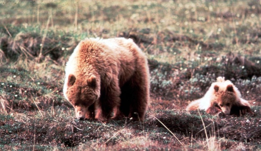 FILE: Grizzly Bear In Alaska. (Credit: Getty Images/FILE)