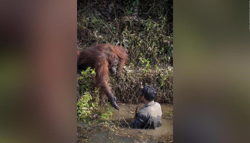 The orangutan holds out his hand to help the man in the water who is clearing snakes as part of a conservation effort to protect the apes in Borneo. See SWNS copy SWCAhand: This is the touching moment an orangutan tries to lend a helping hand to a man searching for the animals' sworn enemies - snakes. The striking image appears to show the great ape reaching out to assist the man, who is stood in a river. The picture was taken in a conservation forest area in Borneo where the endangered species are protected from hunters. (Credit: CNN)