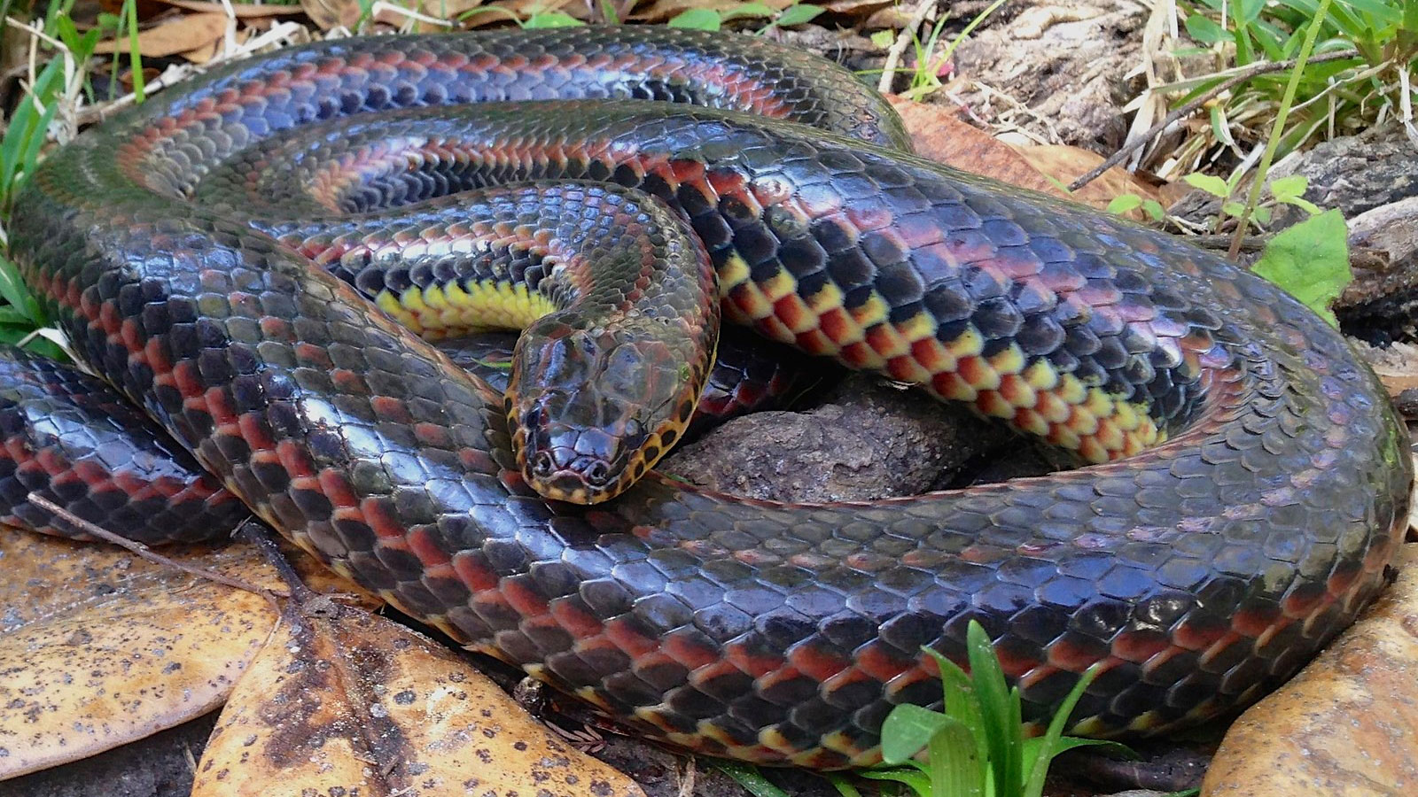 A rare rainbow snake was spotted in a Florida forest for the first ...