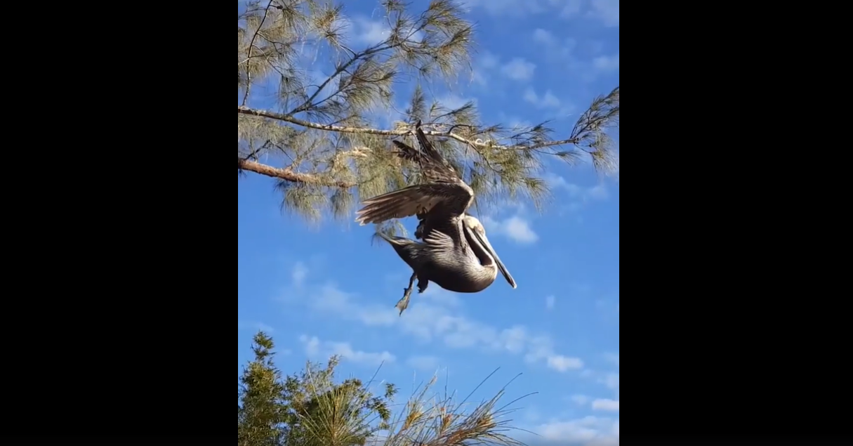 Pelican Rescue at Naples Pier - Florida Go Fishing