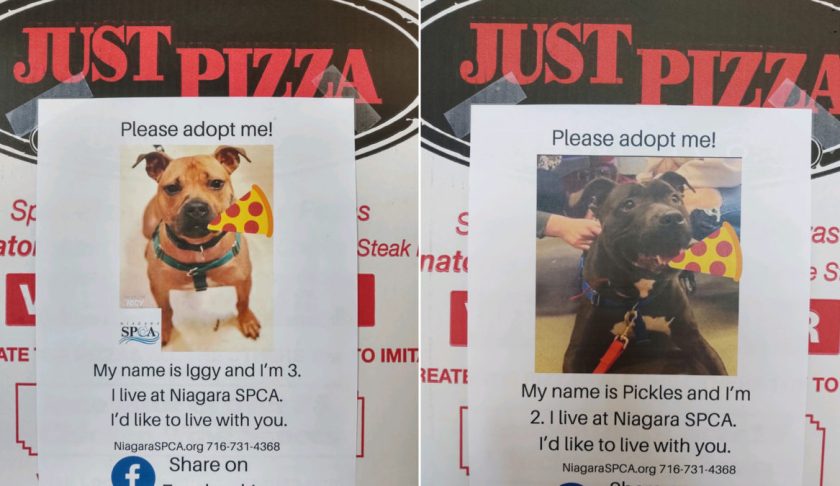 Just Pizza & Wing Co. in Amherst, New York is putting flyers of adoptable dogs on its pizza boxes. (Credit: Just Pizza & Wing Co. in Amherst)
