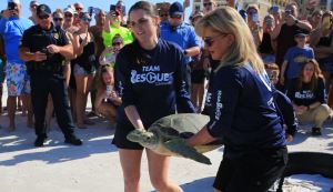 Olivia sea turtle release
