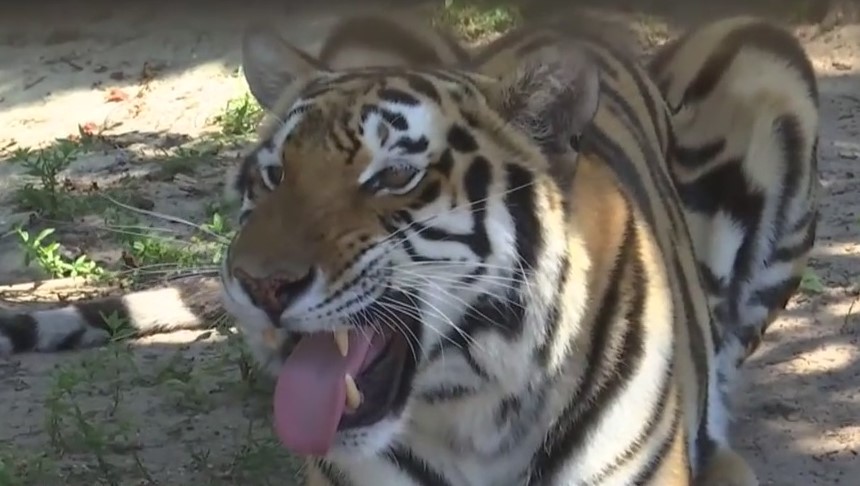 Collier County animal preserve struggles during coronavirus pandemic ...