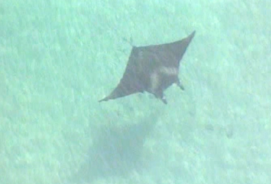 Manta ray nursery discovered off Palm Beach County coast - WINK News