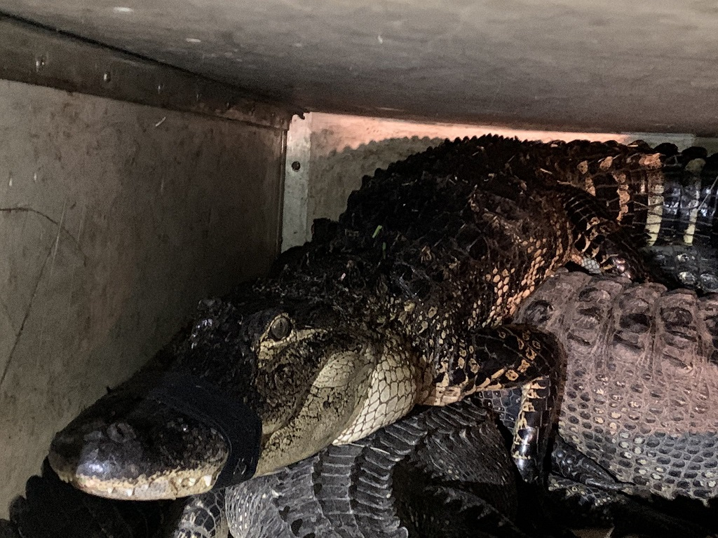 Alligator safely relocated after being found near homes in Bonita Springs