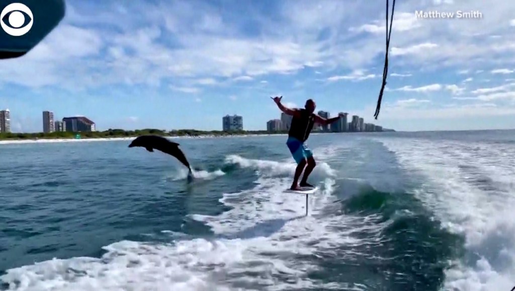 Dolphin hangs out with surfer off Naples coast