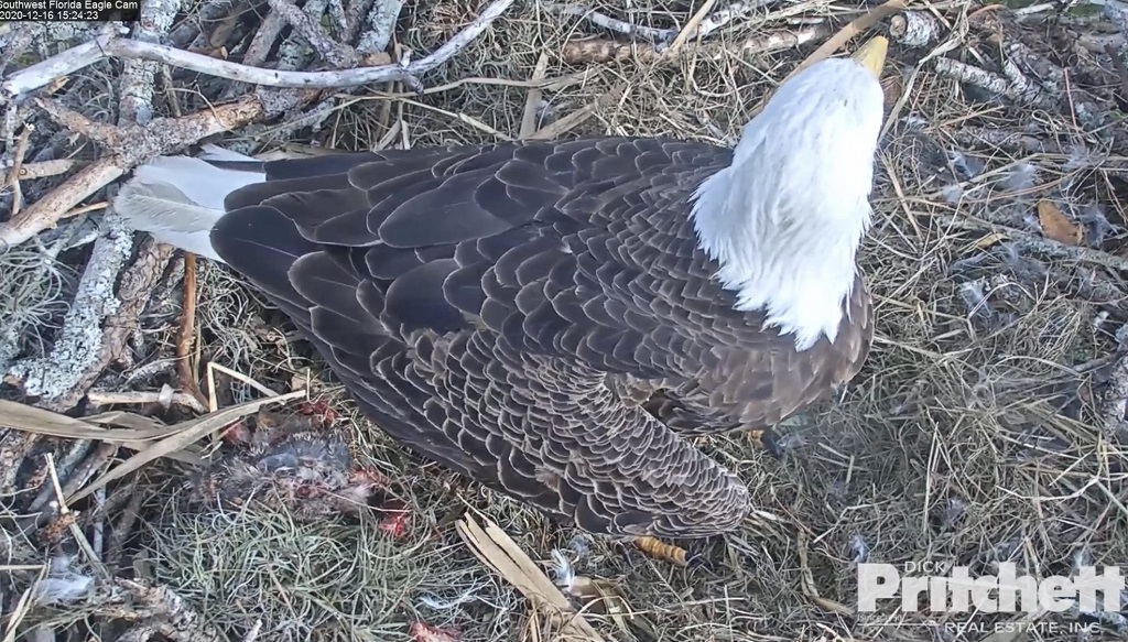 Harriet, SWFL’s famous eagle lays egg in North Fort Myers nest