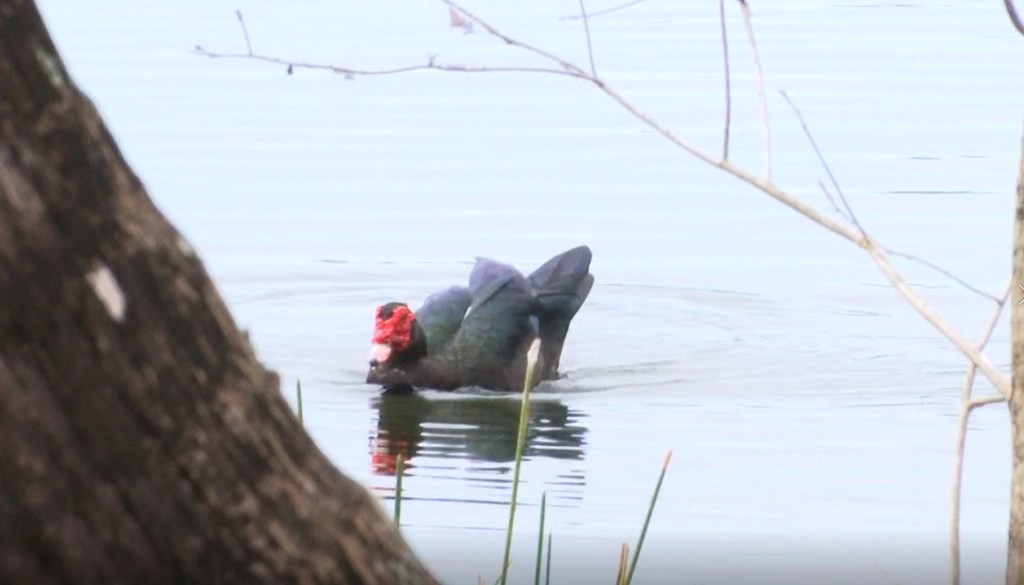 Collier County community divided over plan to eradicate neighborhood ducks