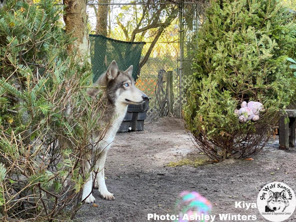 Shy Wolf Sanctuary wants your Christmas trees