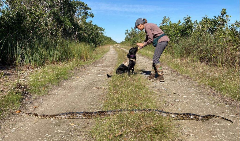 Florida’s new python-sniffing dogs have 1st success