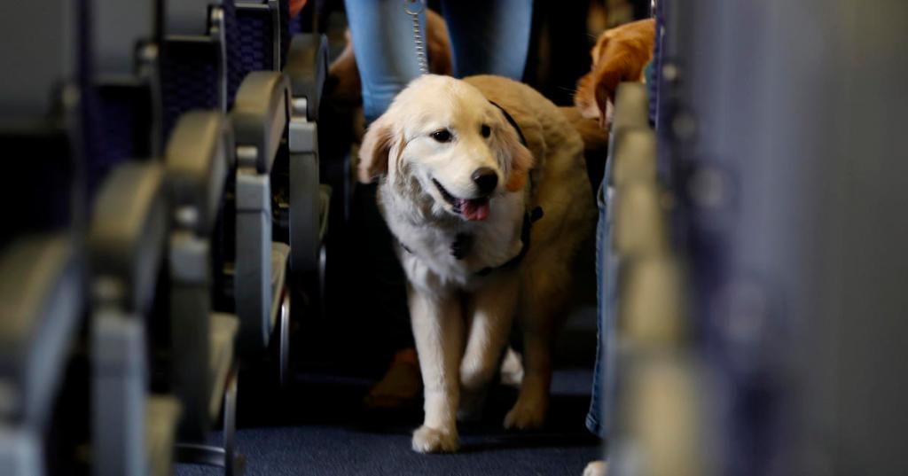 Government puts an end to emotional support animals on planes