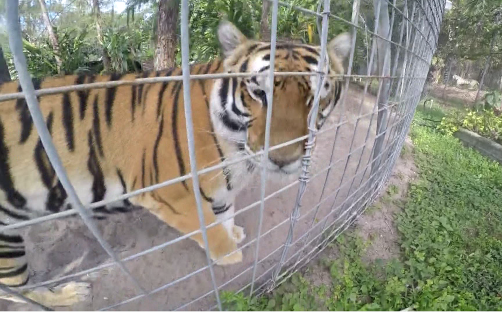 The Big Cat Public Safety Act could be a win nationally but not for SWFL preserve owners