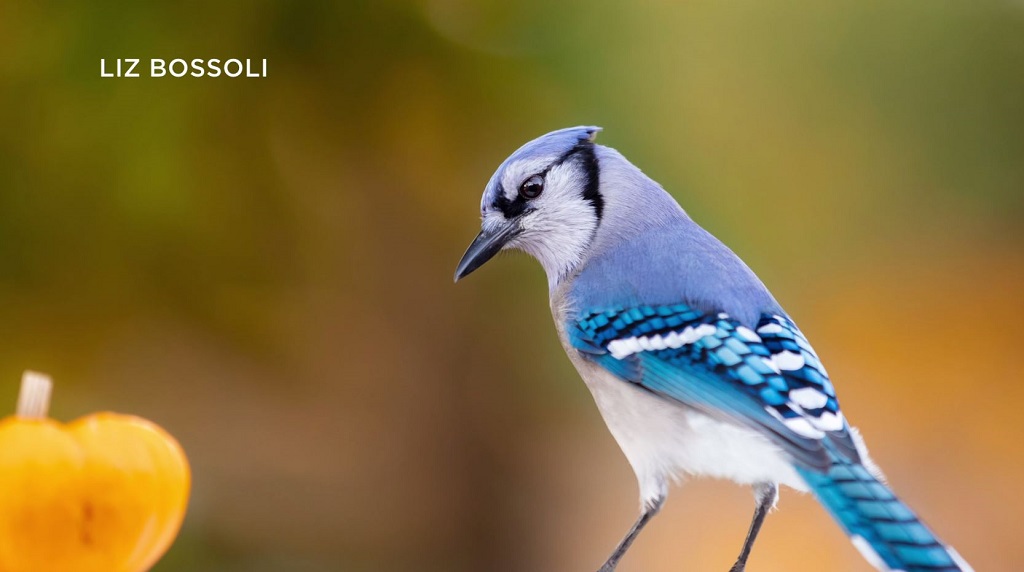 Nature photographer doesn’t let blindness affect her craft