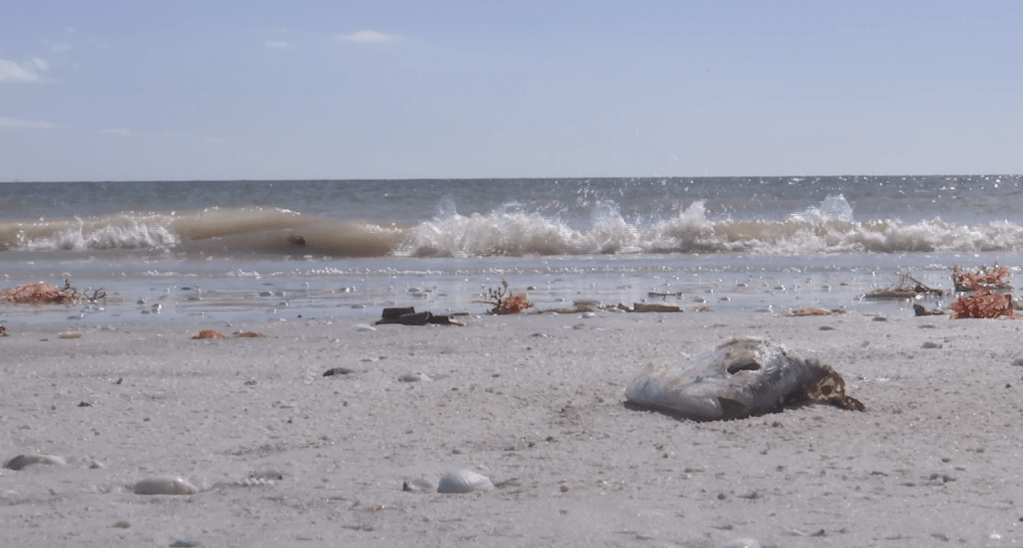 Red tide’s impact on Southwest Florida air quality