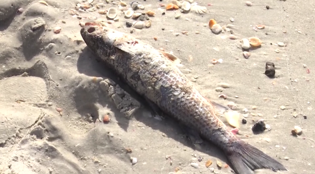 Red tide doesn’t stop beachgoers at Naples Pier on New Year’s Eve