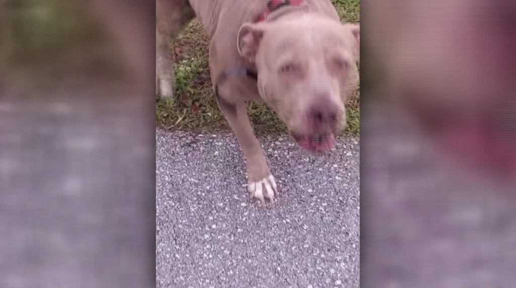 Woman has scary encounter with big dog, no injuries