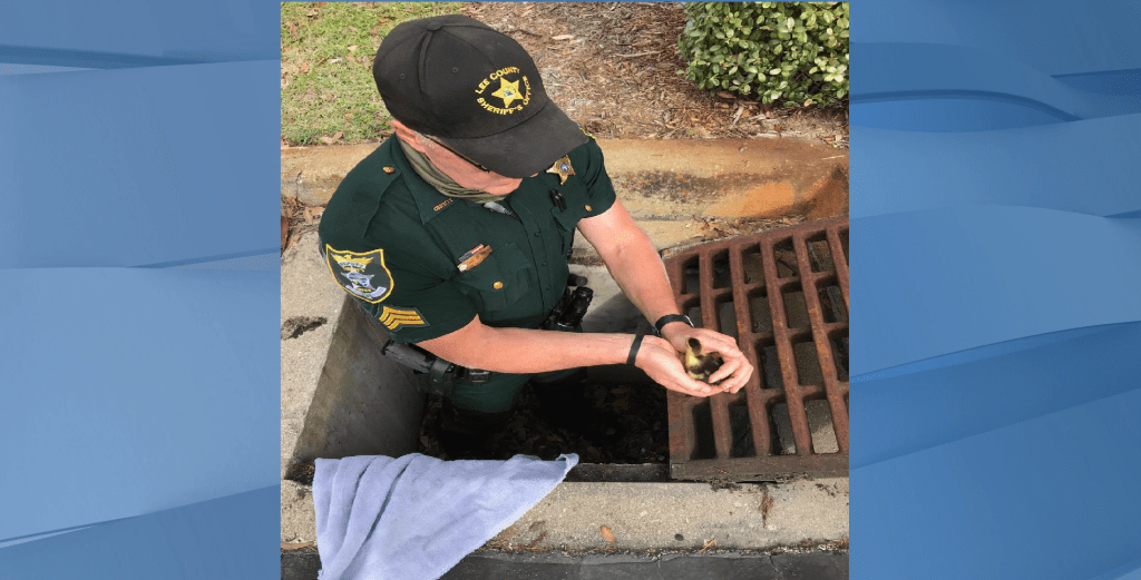 Lee County Sergeant rescues duck from drain