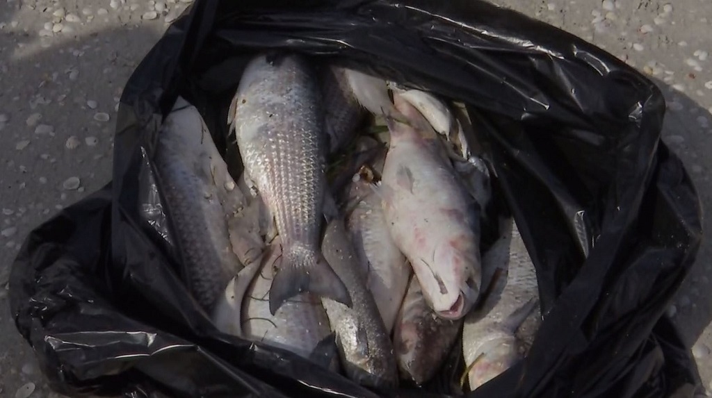 Special tool used to forecast respiratory effects from red tide