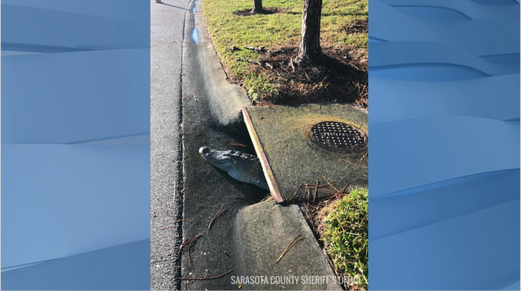 Sarasota County Sheriff’s Office deputies free gator from storm drain